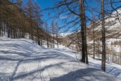 Sous les mélèzes au niveau de La Monta