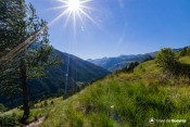 soleil sur meleze solitaire