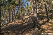 sous bois melezes