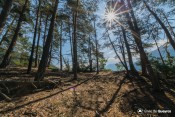 sous bois sur gr5 au dessus fort queyras