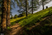 sous bois sur sentier croix de curlet