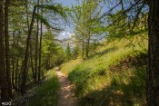 sous les melezes au dessus du ravin de rasis
