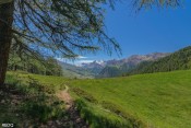 sous les melezes clairiere bois pisan