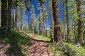 sous les melezes de bois pisan