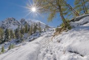 sur le sentier taillante en vue derniers melezes enneiges