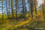 tables bucoliques sous melezes soleil