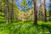 tapis de fleurs en sous bois