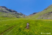 tourbiere jaune vert vallon laugier serenne