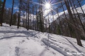 trace dans neige dans bois moulin sous curlet