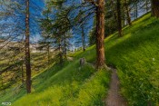 tronc arbre balisage dans prairie verte sous curlet