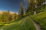 tronc arbre dans montee vers curlet