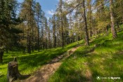 tronc sous bois sentier arbourets gr5