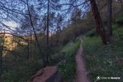 tronc sur sentier peas sous bois