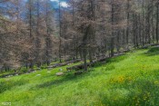 troupeau de mouton dans les bois de lavine