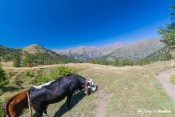 troupeau pres du vallon sous gilly au loin