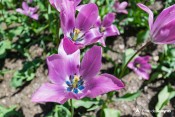 tulipe guillestre macule bleu