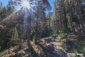 un sentier sous les pins cembros