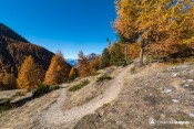 virage dans les melezes estronques