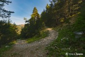 virage foret gambarel sentier col fromage