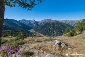 vue globale avec fleurs haut guil depuis sentier gr58 cretes peyra plata gilly
