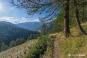 vue sur foret bois noir et alpages