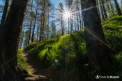 welcome entre deux arbres