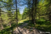 zig zig sous bois chaurionde